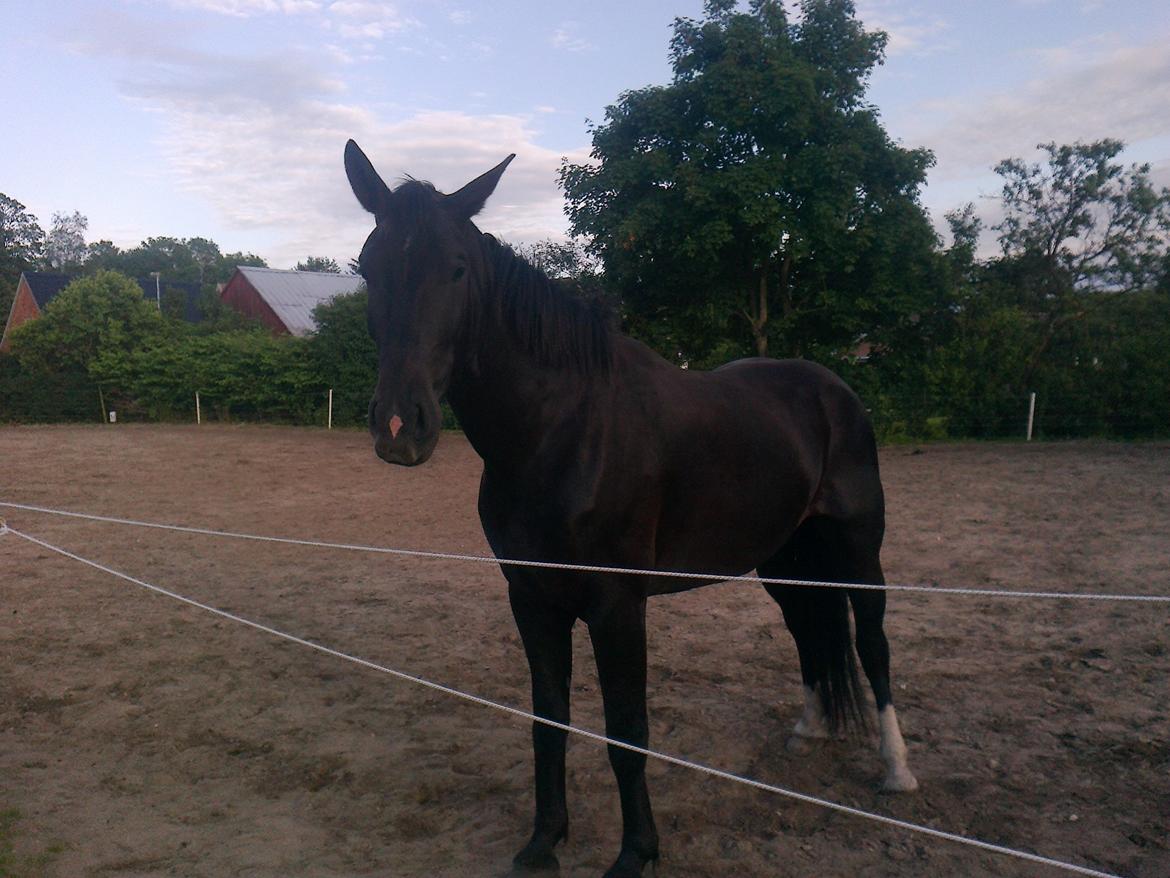 Oldenborg CC Fighter Himmelhest billede 1