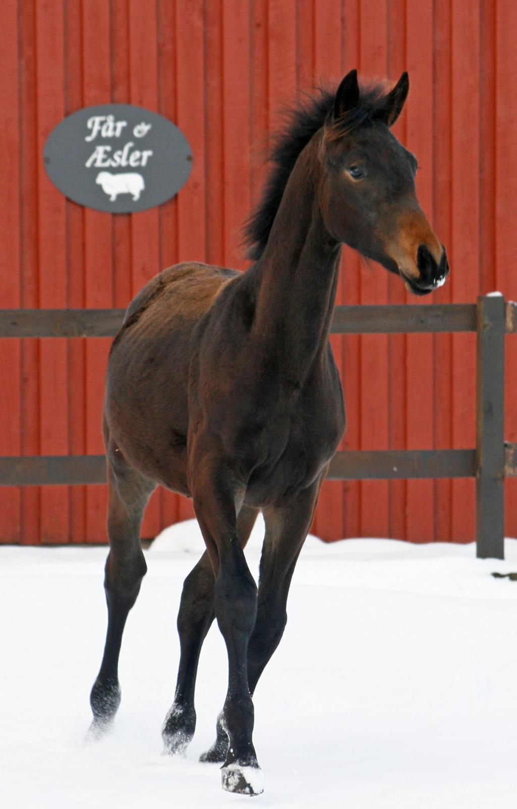 Oldenborg FC Fidibus billede 5