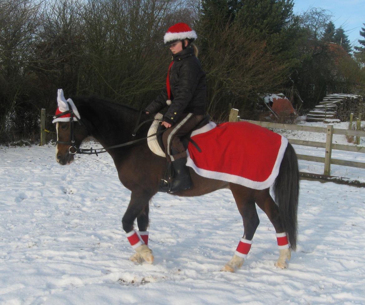 Anden særlig race Sir Bob - Vinter 2012. billede 13