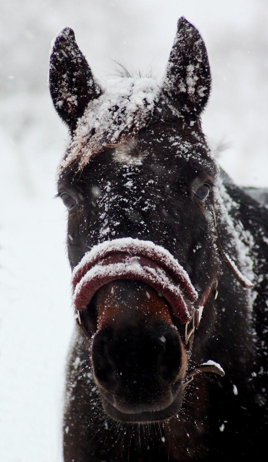 Dansk Varmblod Vesterhavegaard´s Deuchet Epona - Snemonsteret med flabører :p foto : Mig billede 15