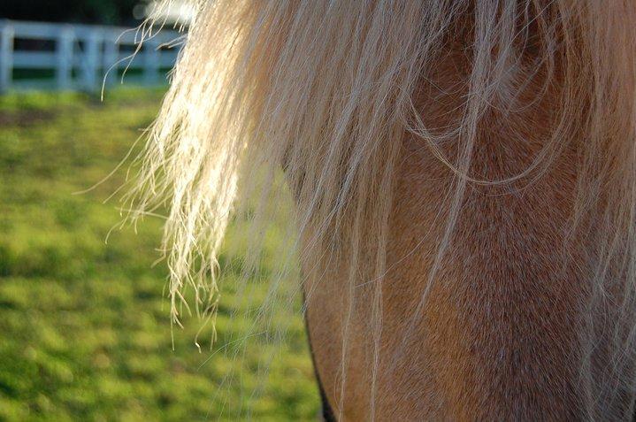 Islænder Kjarni frá Sandhólaferju billede 2