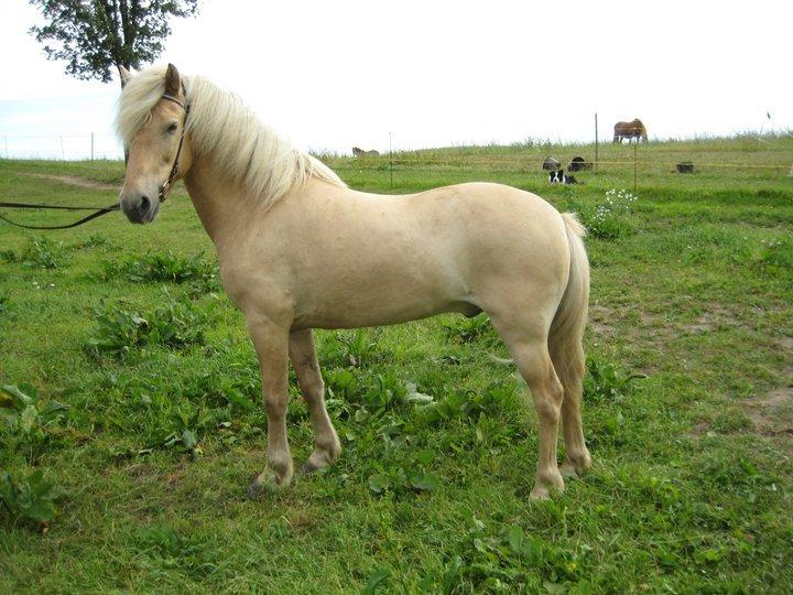 Islænder Kjarni frá Sandhólaferju billede 1