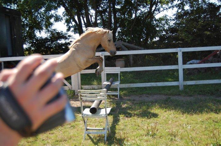 Islænder Kjarni frá Sandhólaferju billede 12