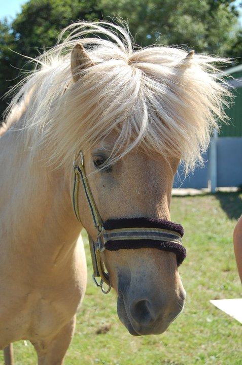 Islænder Kjarni frá Sandhólaferju billede 9
