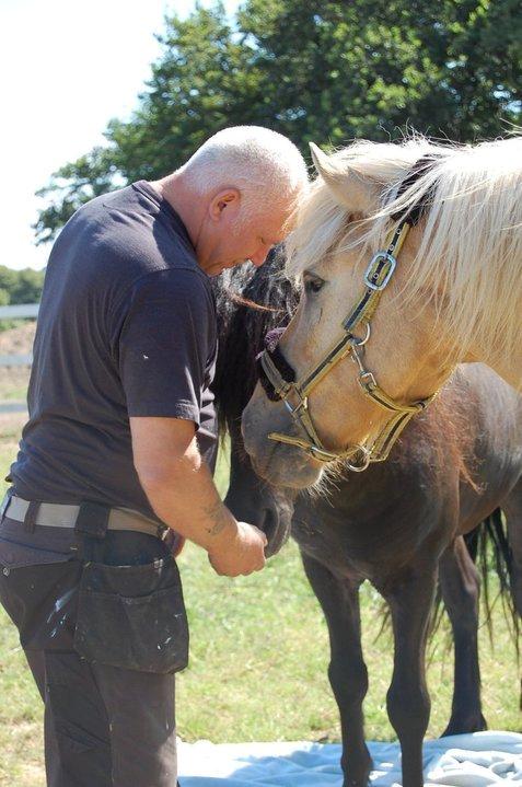 Islænder Kjarni frá Sandhólaferju billede 10