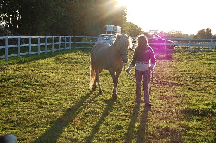 Islænder Kjarni frá Sandhólaferju billede 7