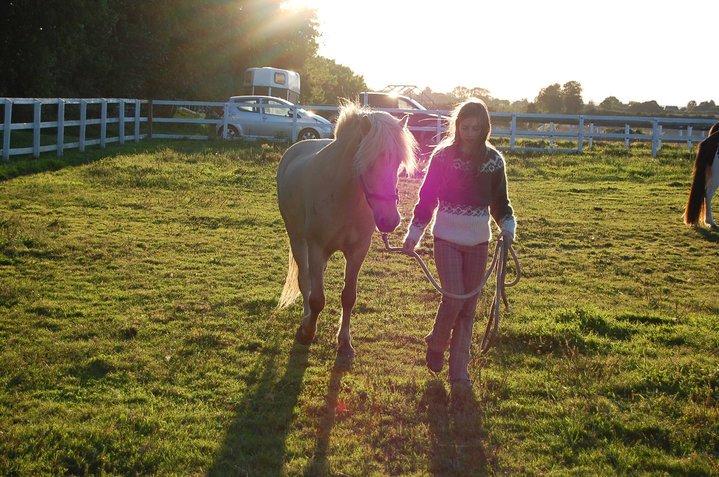 Islænder Kjarni frá Sandhólaferju billede 6