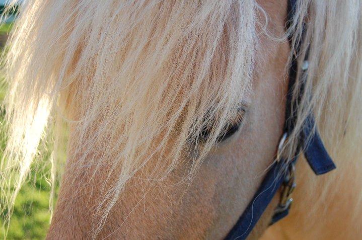 Islænder Kjarni frá Sandhólaferju billede 8