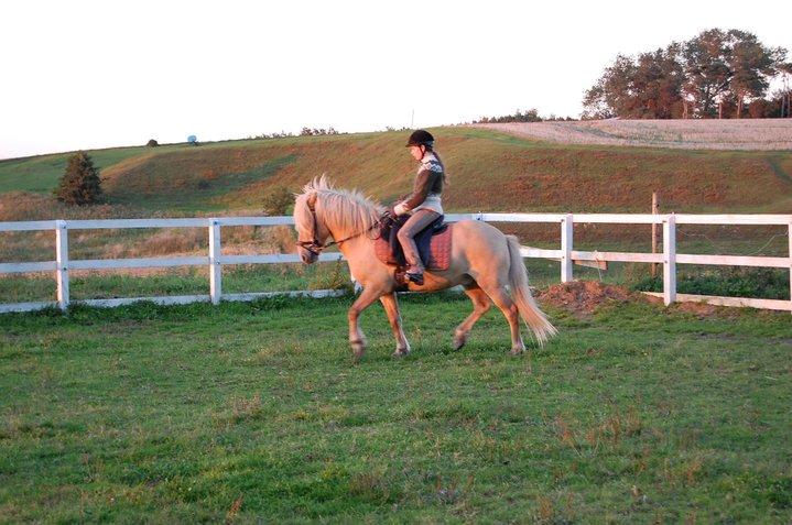 Islænder Kjarni frá Sandhólaferju billede 13