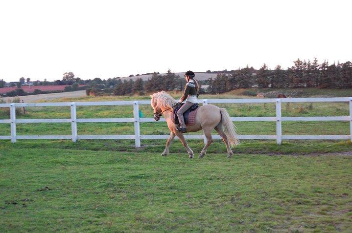 Islænder Kjarni frá Sandhólaferju billede 14