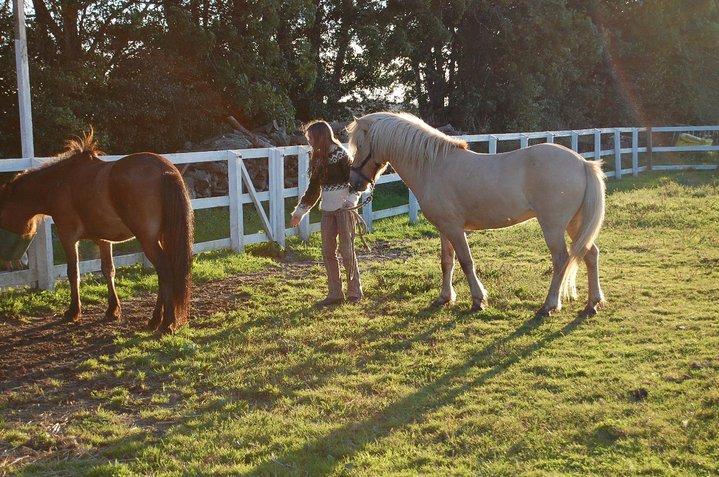 Islænder Kjarni frá Sandhólaferju billede 4
