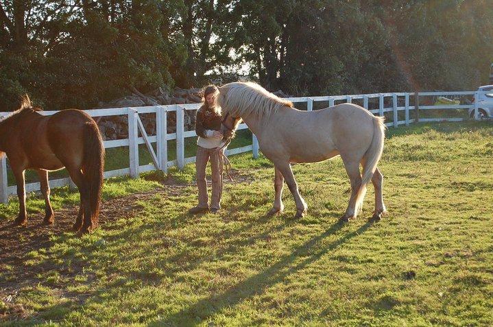 Islænder Kjarni frá Sandhólaferju billede 3