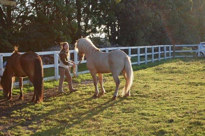 Islænder Kjarni frá Sandhólaferju billede 5