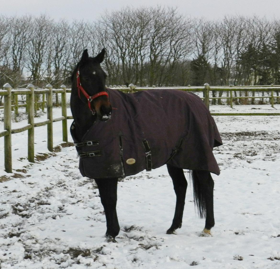 Polsk Varmblod Gaja "R.I.P" :'( - Min snemule :D billede 3