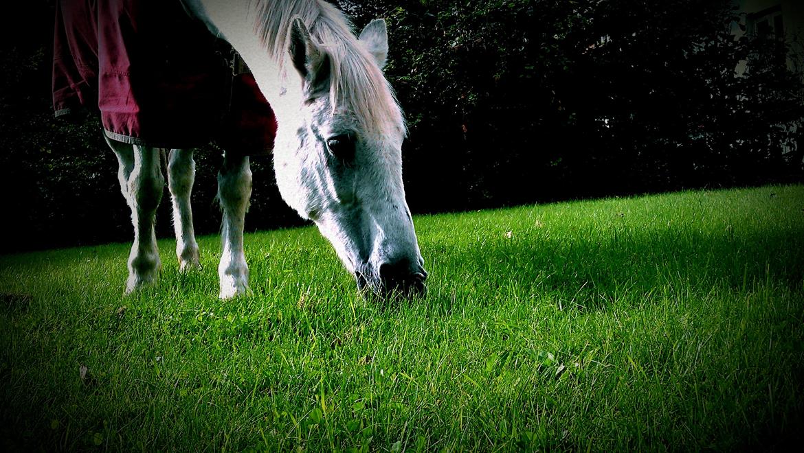 Anden særlig race Junker <3 - Junker på græsset sommeren 2012. billede 18