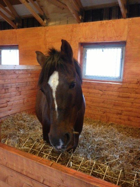 Anden særlig race Santino billede 6