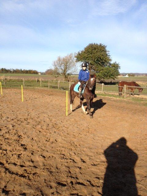 Anden særlig race Santino billede 2