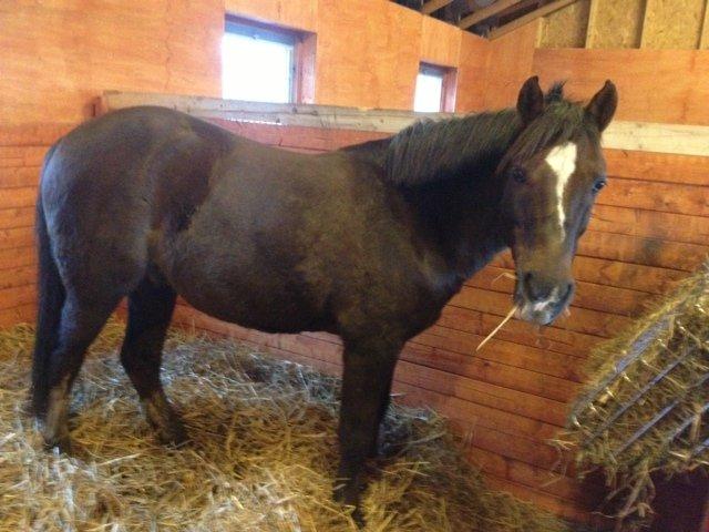 Anden særlig race Santino billede 3