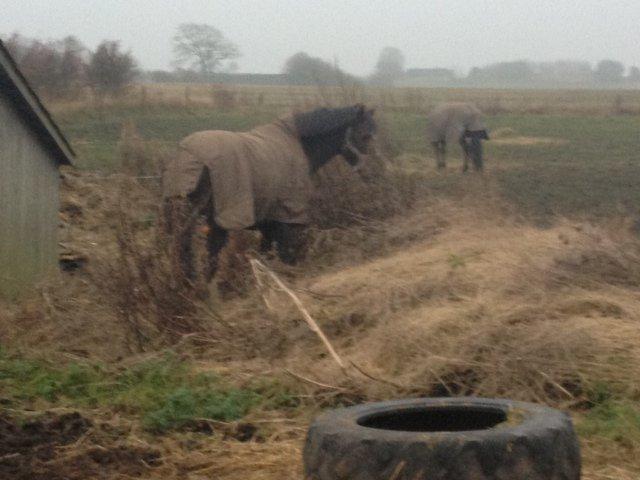 Anden særlig race Santino billede 5