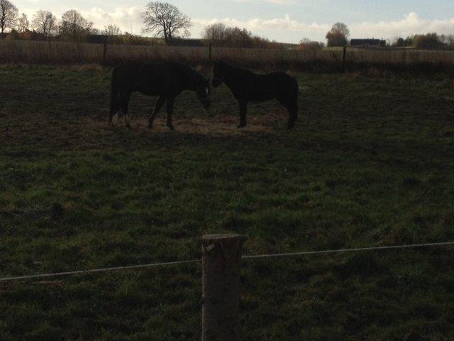 Anden særlig race Santino billede 7