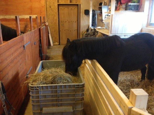 Anden særlig race Findus billede 5