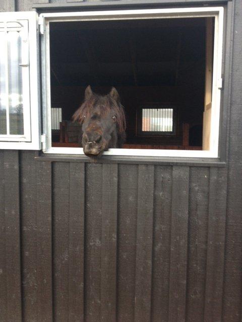 Anden særlig race Findus billede 6
