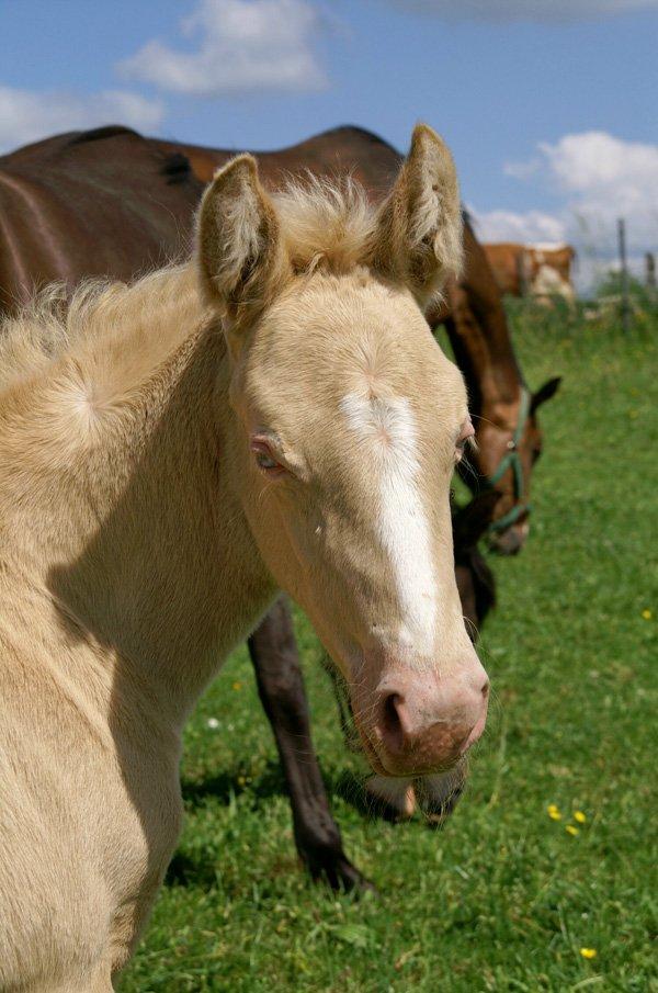 Tysk Sportspony Fyrstinde Feodora billede 19