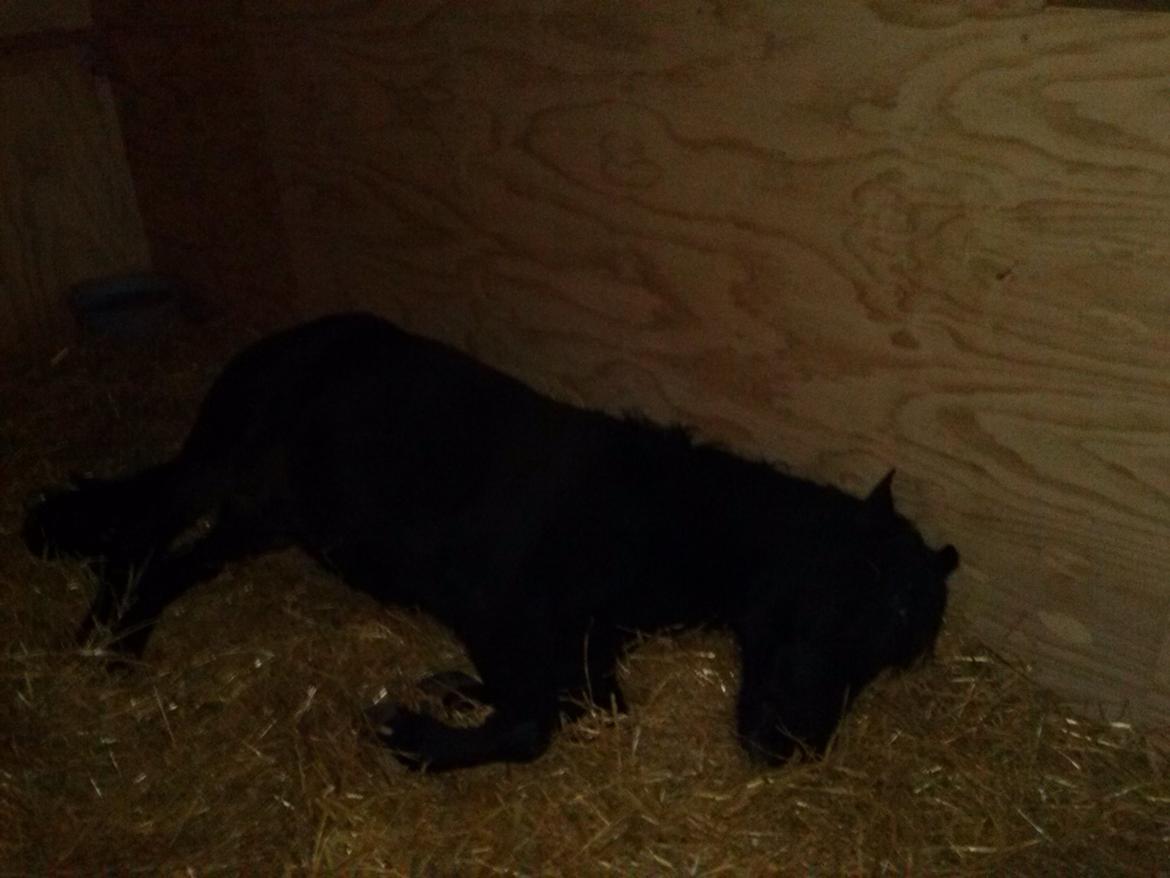 Anden særlig race Findus billede 7