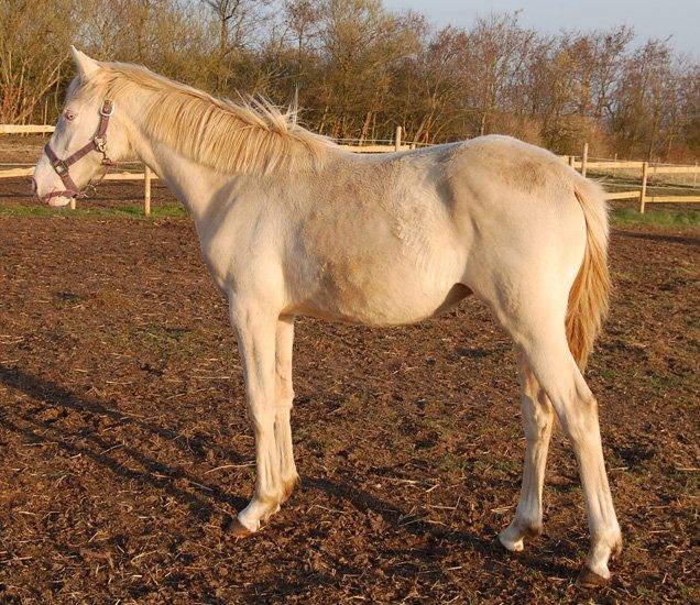 Tysk Sportspony Fyrstinde Feodora billede 16