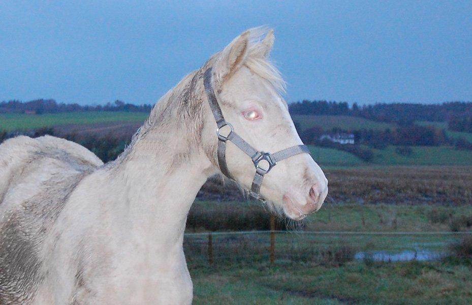 Tysk Sportspony Fyrstinde Feodora billede 17