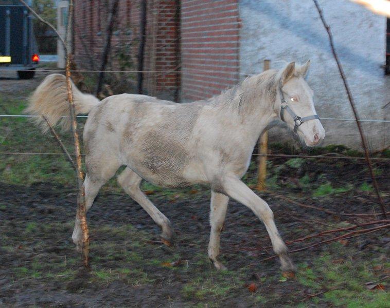 Tysk Sportspony Fyrstinde Feodora billede 18
