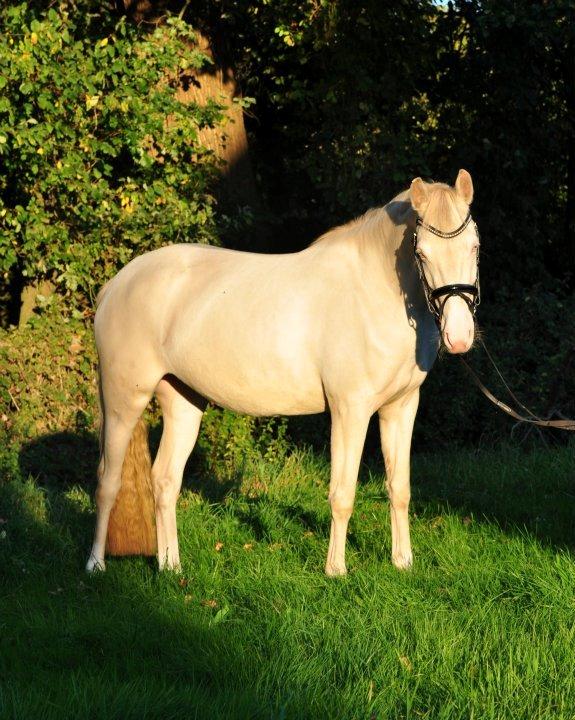 Tysk Sportspony Fyrstinde Feodora billede 15