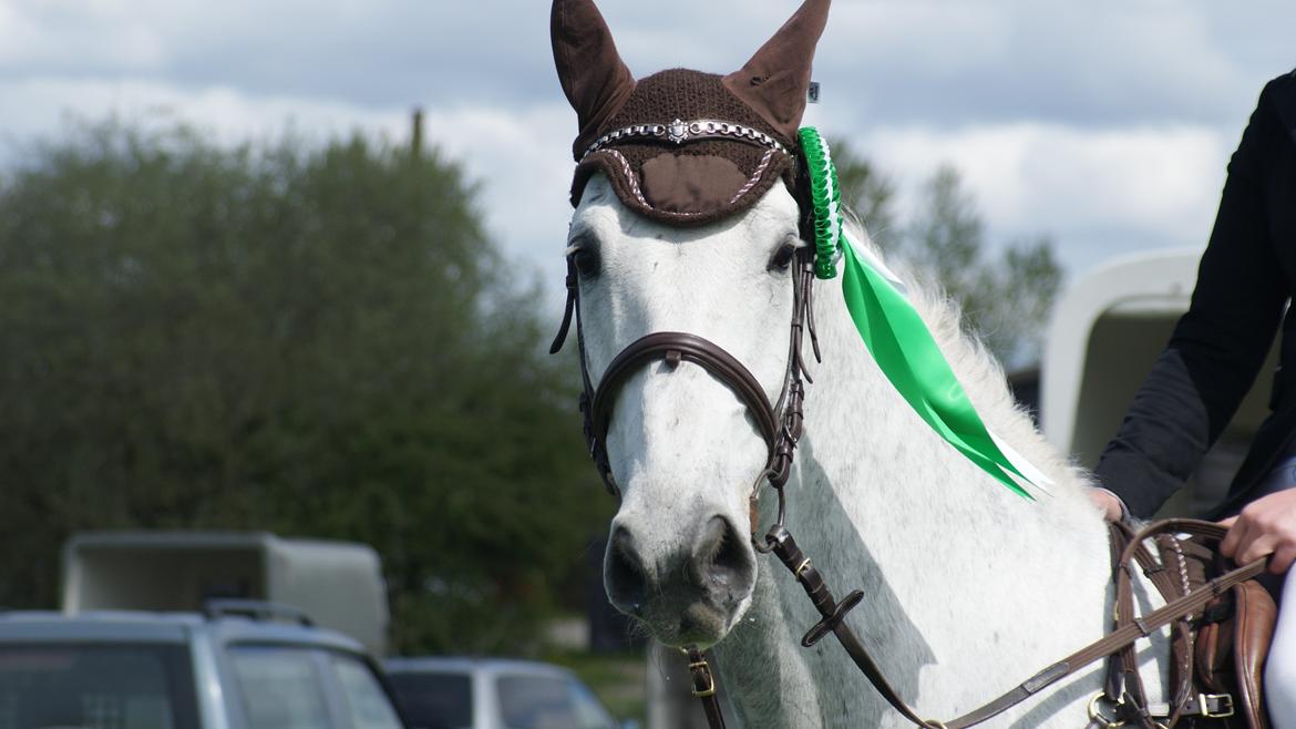 Anden særlig race Marqus billede 1