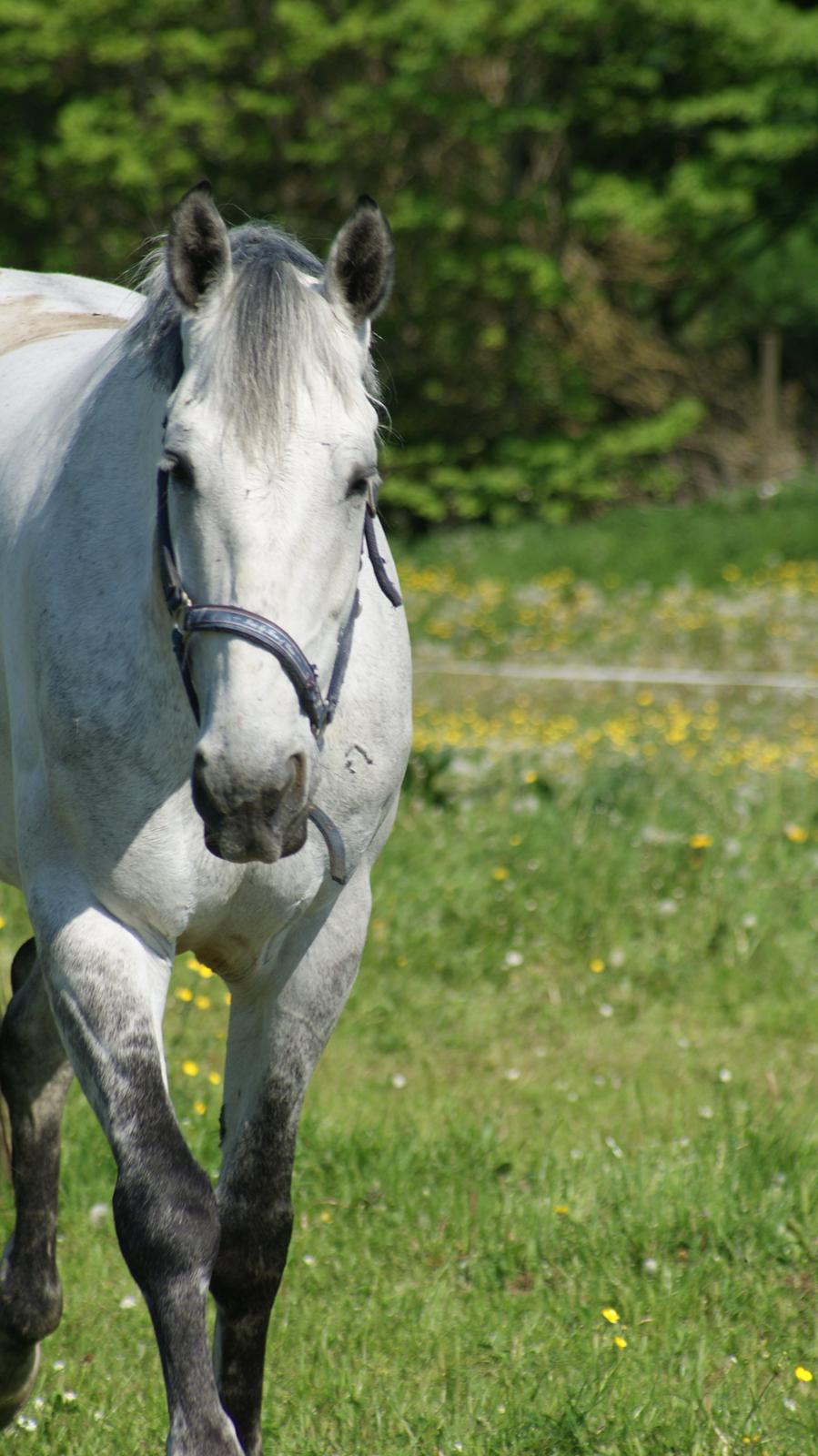 Anden særlig race Marqus billede 5