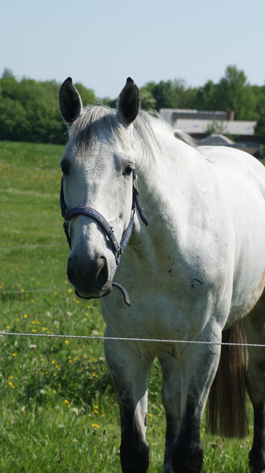 Anden særlig race Marqus billede 6