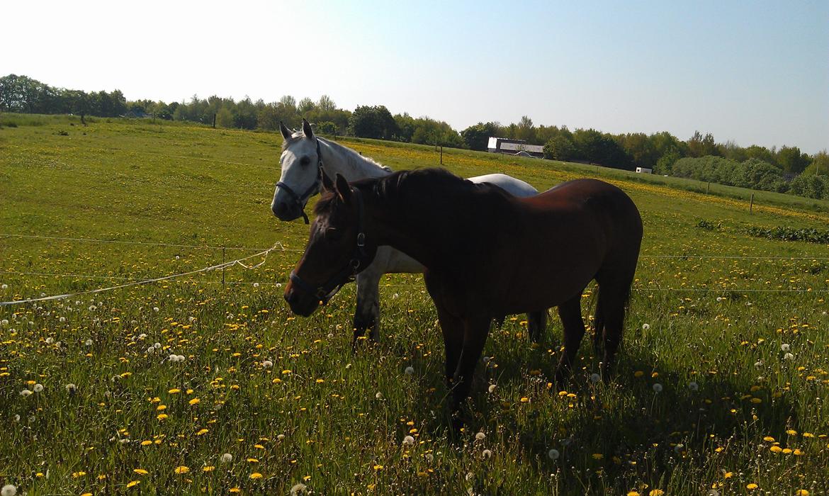 Anden særlig race Marqus billede 7
