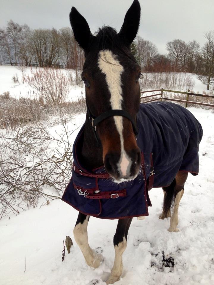 Dansk Varmblod Lucilla-HØM "SOLGT" billede 19