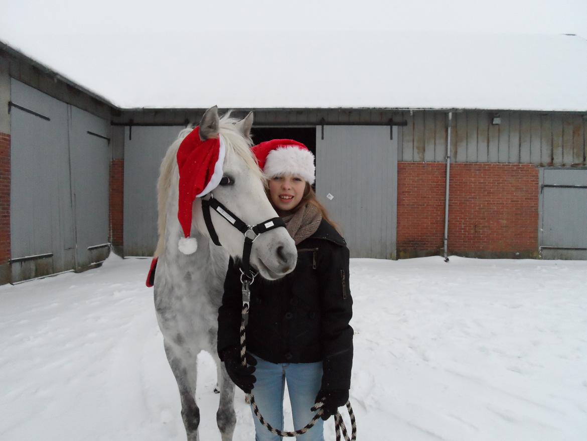 Welsh Partbred (Sec F) Klintholms Miss Shania - Vinter 2012 billede 10