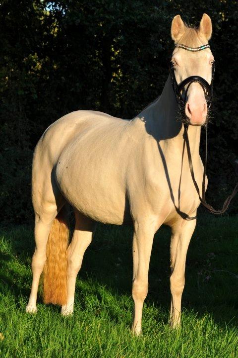 Tysk Sportspony Fyrstinde Feodora billede 13