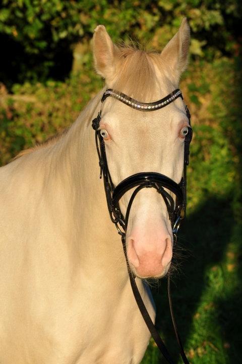 Tysk Sportspony Fyrstinde Feodora billede 14