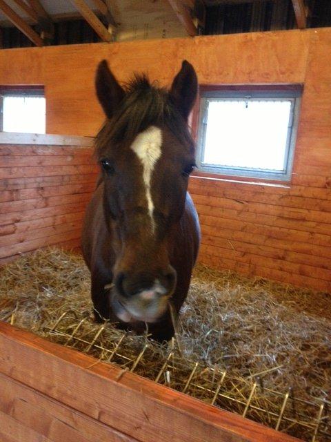 Anden særlig race Santino billede 1