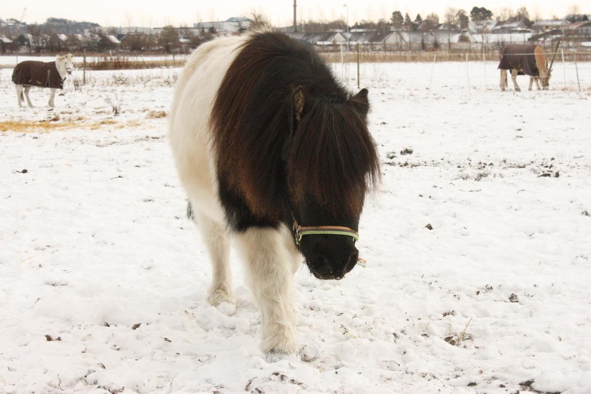 Shetlænder Trold - Den lille put på folden :) 
D.08.12.12 - foto mig billede 12