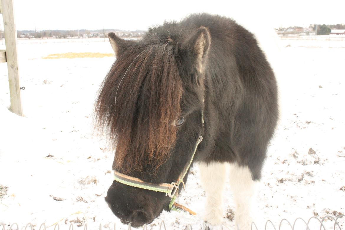 Shetlænder Trold - Nysgerrige lille sne pony :* <3
D.08.12.12 - foto mig billede 17