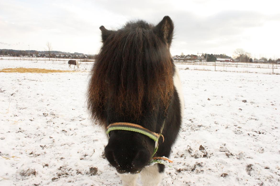 Shetlænder Trold - Kan man andet end at elske den bamse?? :* Trold min lille skath <3
D.08.12.12 - foto mig billede 3