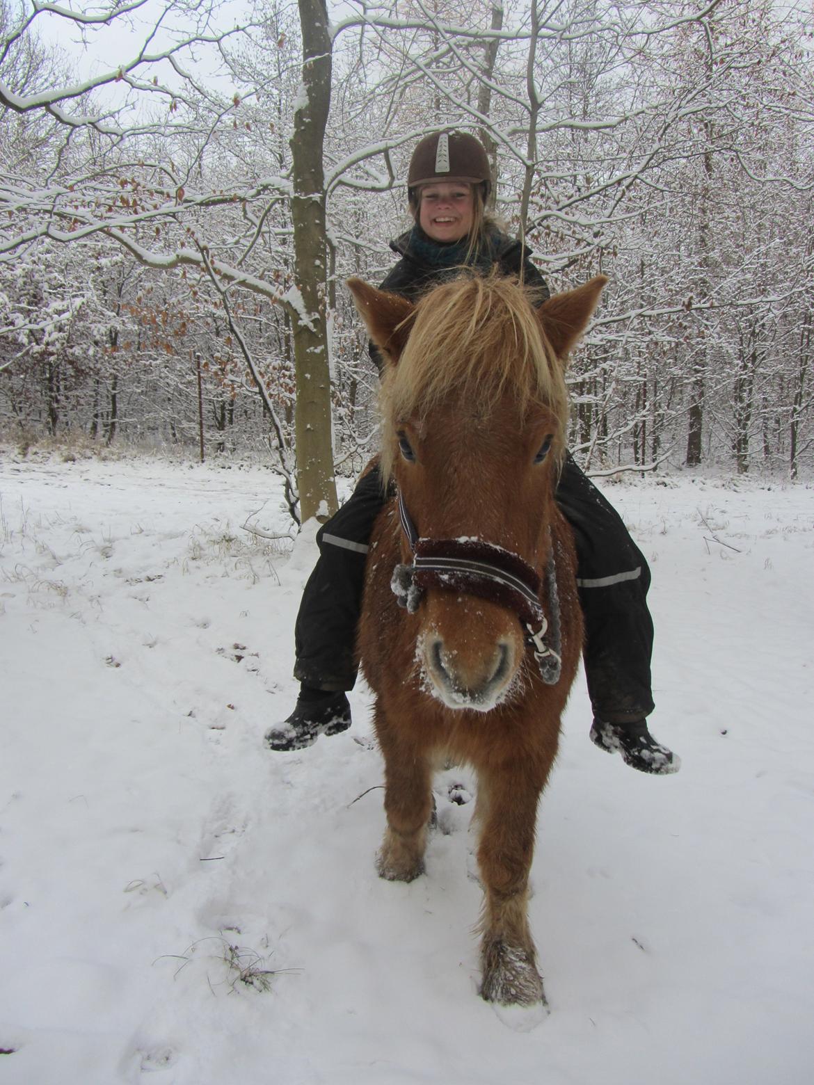 Islænder Halli fra Dyrehavegård <3 - Halli og jeg i skoven i det skønne vejr! 

December 2012. billede 20