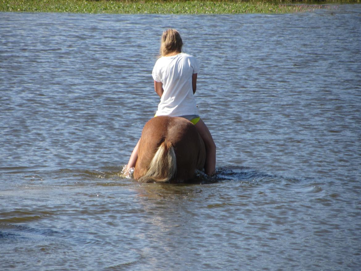 Islænder Halli fra Dyrehavegård <3 - Hesten, som var lidt halvbange for vand, for et år siden.. Er så stolt af ham <3
Sommeren 2012.  billede 8