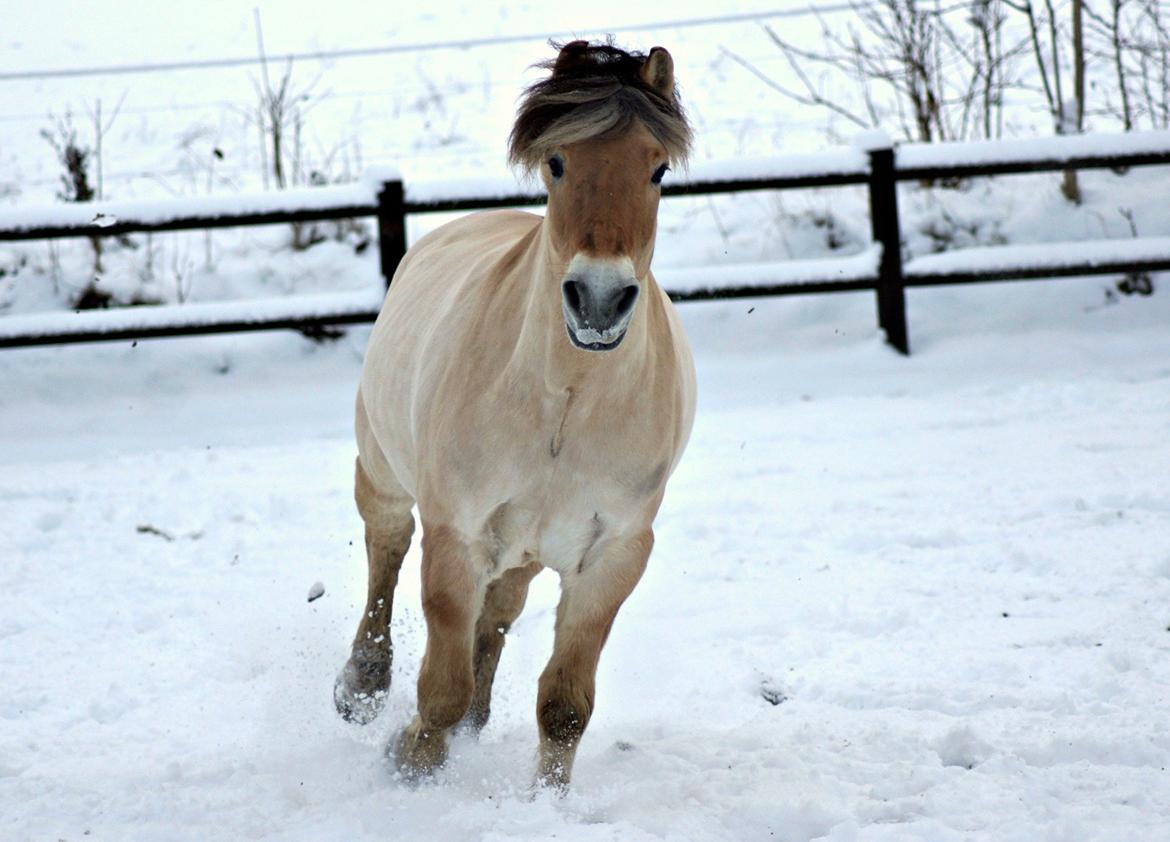 Fjordhest Viktor Vårby *Guldklumpen* - 
Leg med Fjordmanden i sneen ^_^  billede 20
