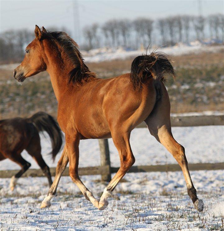 Arabisk fuldblod (OX) Blaze of Glory D. billede 12