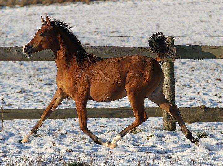 Arabisk fuldblod (OX) Blaze of Glory D. billede 13
