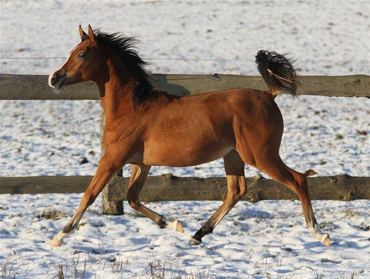 Arabisk fuldblod (OX) Blaze of Glory D. billede 14